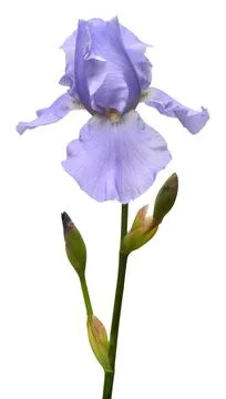 Blooming iris flower isolated on white background. Summer. Spring. Flat lay.. Stock Photos