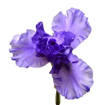 Blooming iris flower isolated on white background. Summer. Spring. Flat lay.. Stock Photos