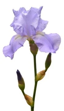 Blooming iris flower isolated on white background. Summer. Spring. Flat lay.. Stock Photos
