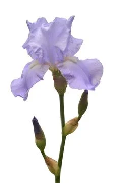 Blooming iris flower isolated on white background. Summer. Spring. Flat lay.. Stock Photos