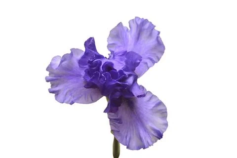 Blooming iris flower isolated on white background. Summer. Spring. Flat lay.. Stock Photos