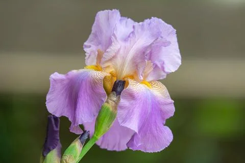 Blooming iris flower Stock Photos