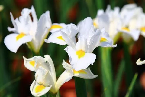 Blooming Iris or Flag or Gladdon or Fleur-de-lis flowers Stock Photos