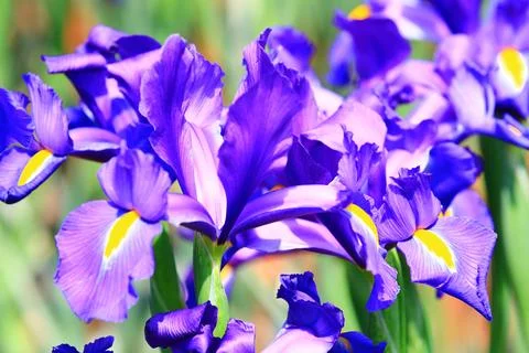 Blooming Iris or Flag or Gladdon or Fleur-de-lis flowers Foto stock
