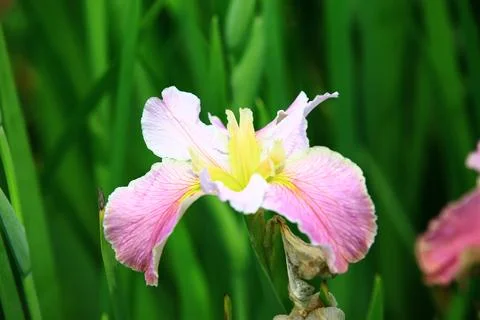 Blooming Iris or Flag or Gladdon or Fleur-de-lis flowers growing in the garden Foto stock