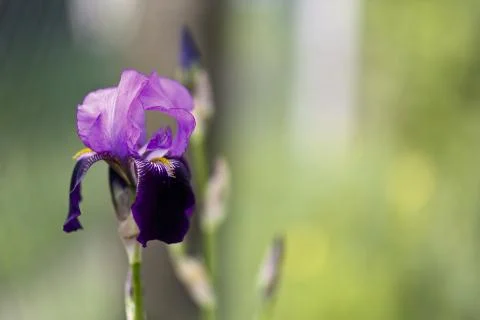 Blooming iris Stock Photos