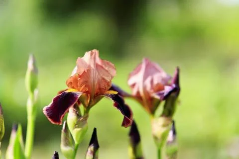 Blooming iris Stock Photos