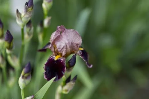 Blooming iris Stock Photos