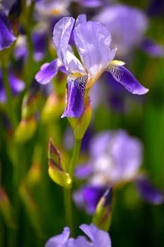 Blooming iris spring Stock Photos