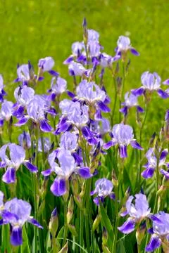 Blooming iris spring Stock Photos