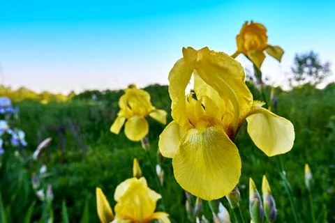 Blooming irises against the background of green grass and blue sky Stock Photos