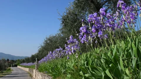 Blooming irises and olive trees swaying in the wind with blue sky. Tuscany Stock Footage 194367553