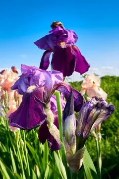 Blooming irises close up Stock Photos