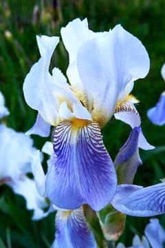 Blooming irises close up Stock Photos