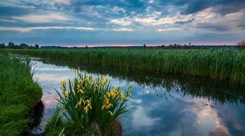 Blooming irises at dawn Stock Footage 66255395