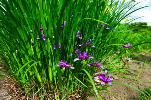 Blooming irises Stock Photos