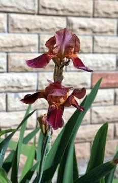 Blooming irises Stock Photos
