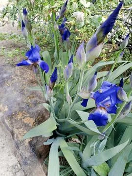 Blooming irises Stockfoto's