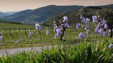 Blooming Irises swaying in the wind in the Chianti region. Video stock 342339764