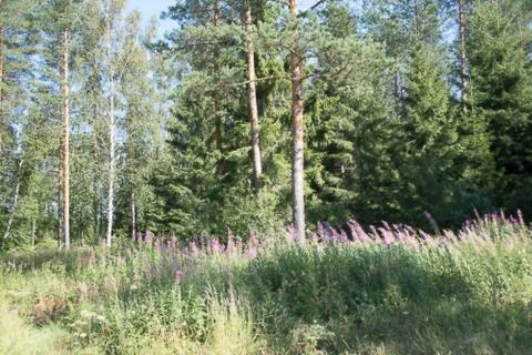 Blooming Ivan-tea in a summer mixed forest. Stock Photos