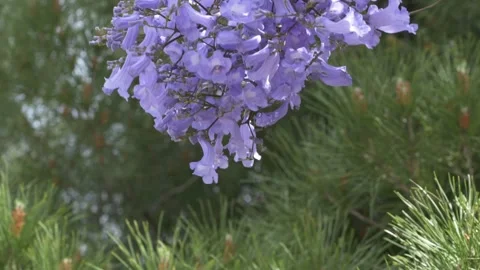 Blooming jacaranda branches frame ornamental greenery and create a premium 動画素材 335763624