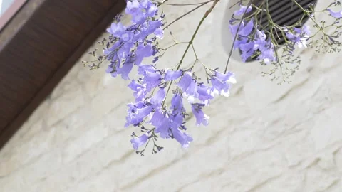 Blooming jacaranda branches, Jacaranda mimosifolia, hanging beside a white stone Stock Footage 335745275