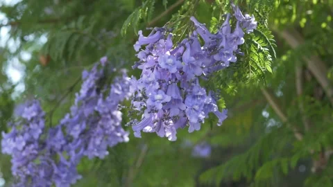 Blooming jacaranda branches moving naturally in warm outdoor light, ideal for Stock Footage 335875187