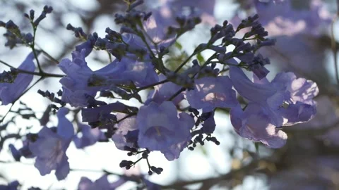 Blooming jacaranda branches with soft purple petals create romantic spring 스톡 동영상 335656698