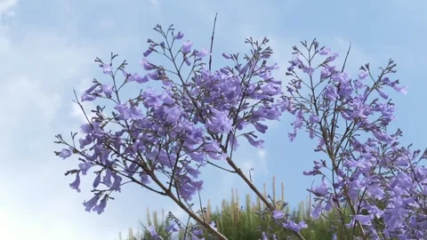 Blooming jacaranda branches sway gently against the sky during spring. Ideal for 스톡 동영상 335763738