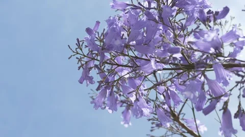 Blooming jacaranda canopy against blue sky highlights the beauty of spring Stock Footage 335763660