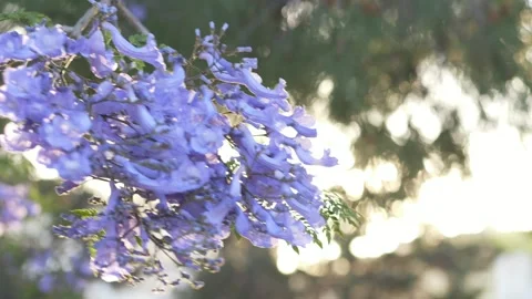 Blooming jacaranda flowers glowing in sunlight create luxurious spring Stock Footage 335653614