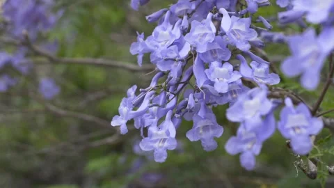 Blooming jacaranda flowers Jacaranda moving gently in the breeze. Popular 動画素材 335652845