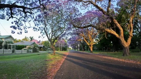 Blooming Jacaranda Stock Footage 221411489