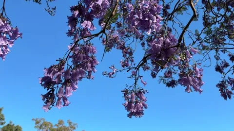 Blooming jacaranda Stock Footage 289369313