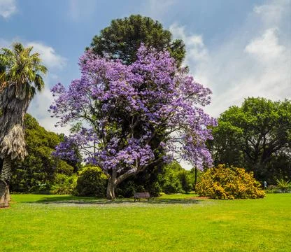 Blooming jacaranda Stock Photos