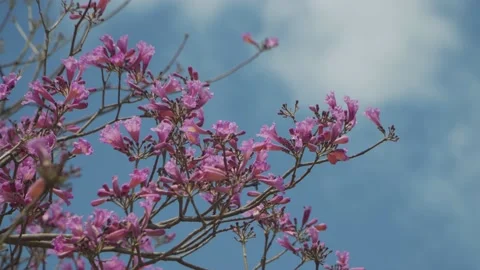 Blooming Jacaranda tree against the sky and birds flying on background Stock-Footage 141474517