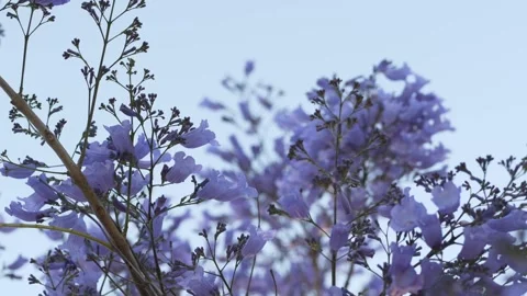 Blooming jacaranda tree branches symbolize natural growth and seasonal renewal Stock Footage 335653584