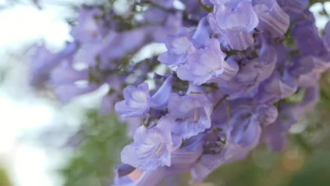 Blooming jacaranda tree branches symbolize seasonal renewal and natural growth 스톡 동영상 335653600