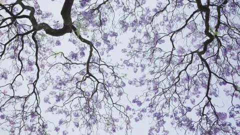 Blooming jacaranda tree canopy gently swaying in the breeze Stock Footage 306462944