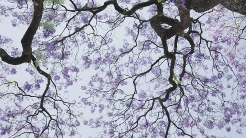 Blooming jacaranda tree canopy: a low angle perspective Stock Footage 307910583