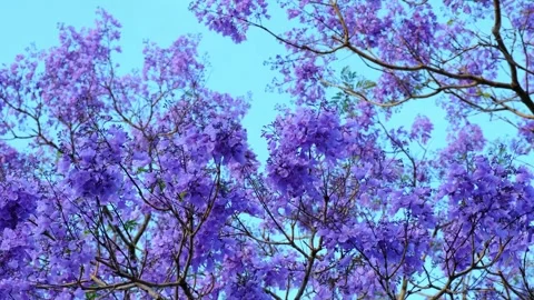 Blooming Jacaranda Tree Close Up Stock Footage 255115936