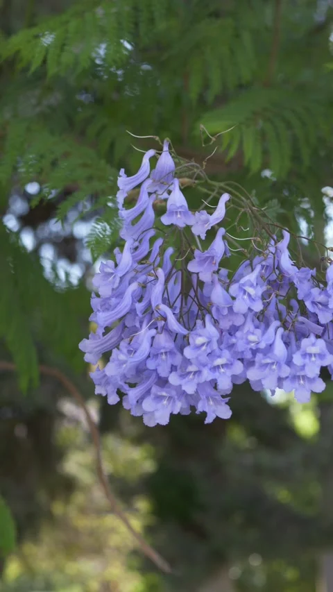 Blooming jacaranda tree with delicate floral movement under daylight, supporting 스톡 동영상 335875369