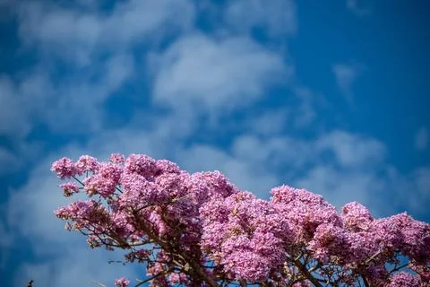Blooming jacaranda tree seen against skyline Stock Photos