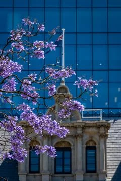 Blooming Jacaranda tree at St Geourges Terrace in Perth Western Australia in  Stock Photos
