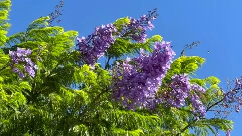 Blooming Jacaranda Tree Swaying in Strong Wind Against Blue Sky Stock Footage 339432196