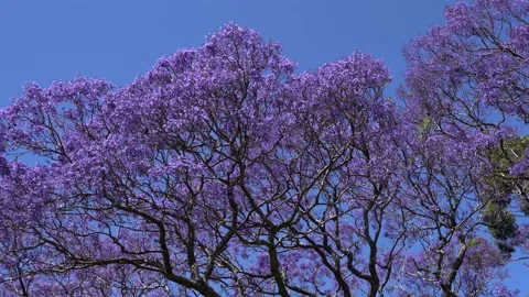 Blooming jacaranda tree swaying in the wind agains a blue cloudless sky. Stock Footage 142910865