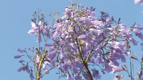 Blooming jacaranda trees against blue Australian sky create vibrant Sydney Stock Footage 335655549