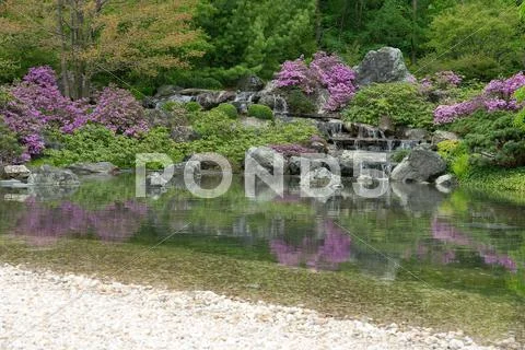 Blooming japanese garden reflecting in pond Stock Photos