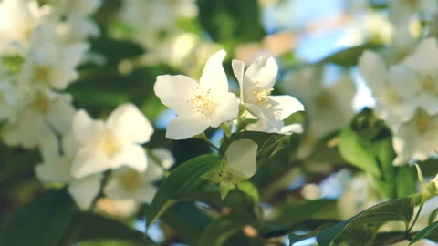 Blooming jasmine branch at sunset. Vidéo 137550455