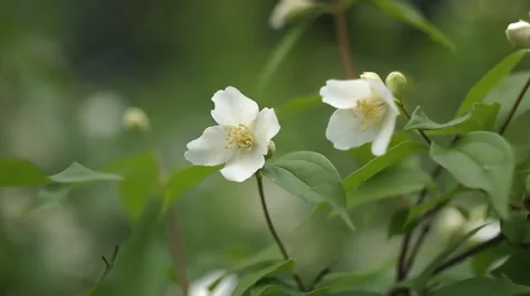 Blooming jasmine Video stock 51833513